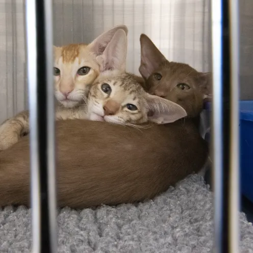 Kittens in crate